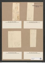 Pleurosigma angulatum var. fallax Grun. (de-Toni-Nr.: Genus 13, Species 1001) Zeichnungen Sammlung Grunow Nr. 2013 (NHMW-BOT-W0368863)
